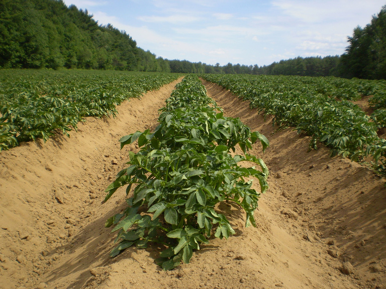 Potato Field Farm